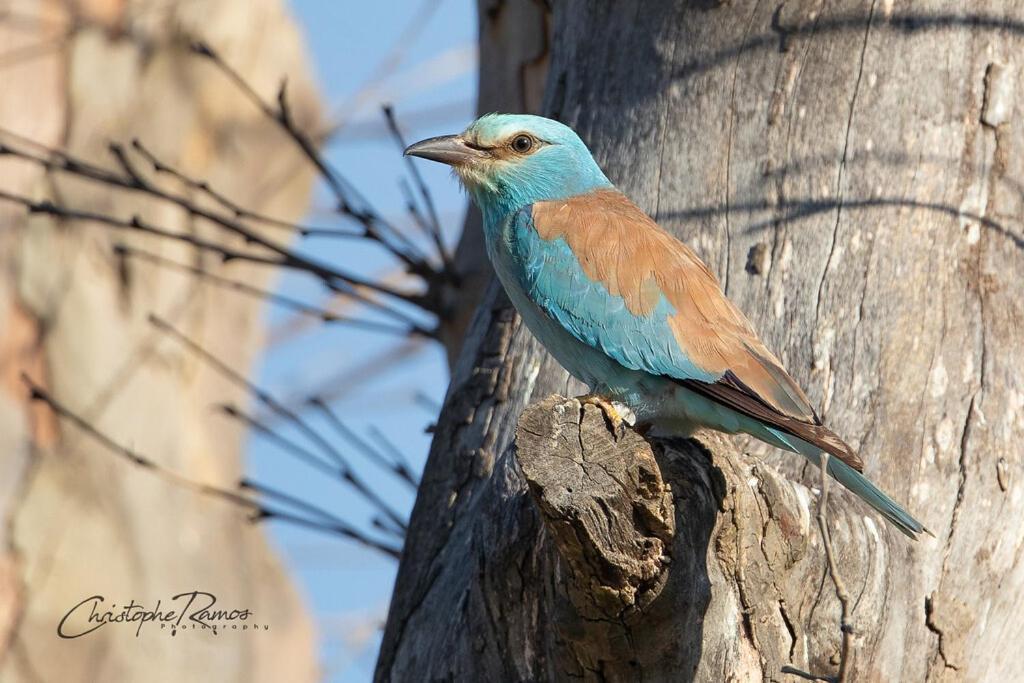L'Oiseau Bleu Flamant Roubia Eksteriør billede